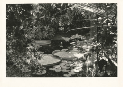 Nicole Clare Fraser, Untitled Greenhouse with Waterlillies, Hand printed silver gelatin on 100% cotton rag, 2017 Edition of 5, 47 x 52cm
